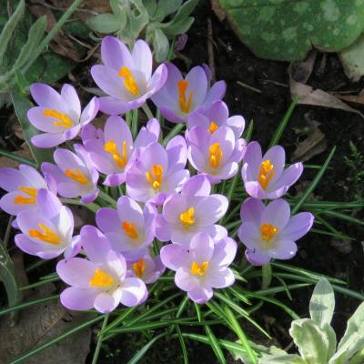 Crocus