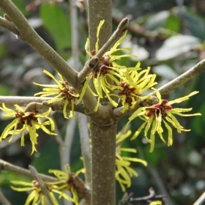 Hamamelis