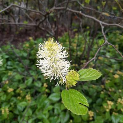 Fothergilla