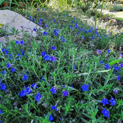 Lithodora