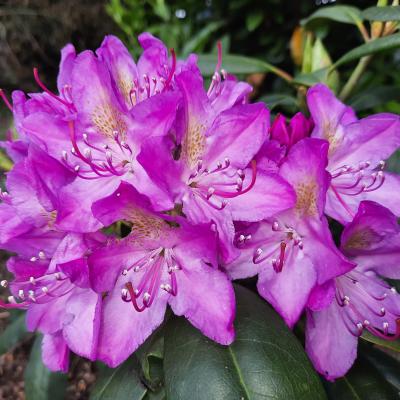 Rhododendron