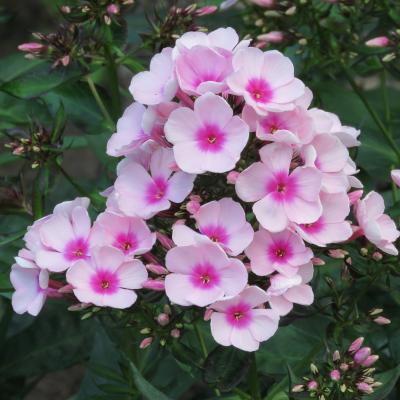 Phlox