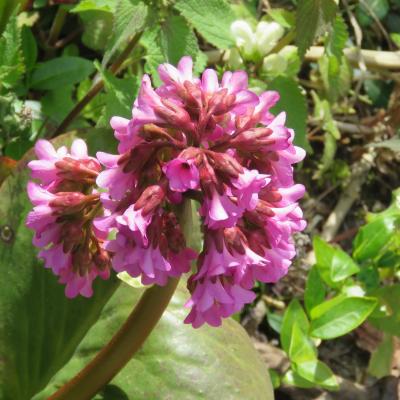 Bergenia