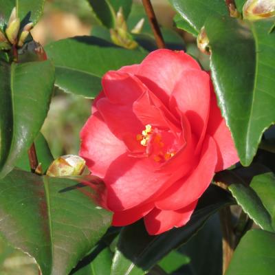 Camellia